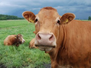 Indonesia Larang Impor Daging Sapi Asal AS