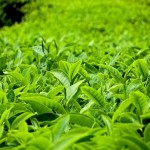 daun teh