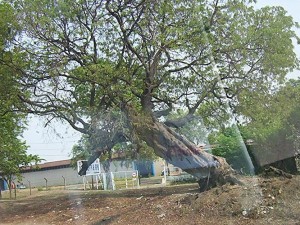 Pohon Asam Timpa Meunasah