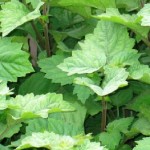 Ubah Lahan Ganja Aceh Jadi Lahan Nilam