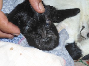 Kambing Mirip Wajah Manusia Lahir di Krueng Raya