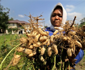 Kacang Tanah Akan jadi Produk Unggulan Aceh Barat