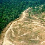 Petisi Selamatkan Hutan Lindung Aceh Tembus 20 Ribu Pendukung