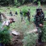 Uruguay Akan Jadi Negara Pertama Legalkan Ganja