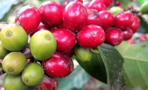 Jakarta-kan Kopi Gayo