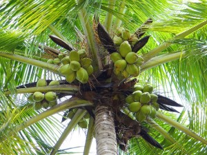 Tukang RBT Temui Ajal di Pohon Kelapa