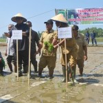 Di Abdya Tanam Serentak Dimulai Januari