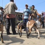 Kantor Camat Peusangan Jadi Pasar Hewan