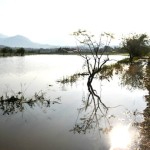 Sawah Terendam, Petani Tuding Pemkab Abdya Tidak Peka