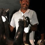 Beruang Madu di BKSDA Aceh Mati Mendadak