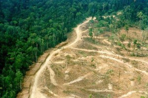 Empat Pejabat di Aceh Tenggara Terjerat Kasus Ilegal Logging