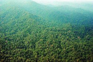 Tutup Ruang Korupsi, Regulasi Izin Hutan Aceh Perlu Pembaruan