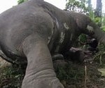 Dalam Sepekan 3 Gajah di Aceh Mati, BKSDA Turunkan Tim Investigasi