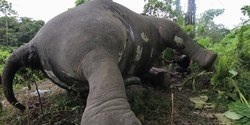 Dalam Sepekan 3 Gajah di Aceh Mati, BKSDA Turunkan Tim Investigasi