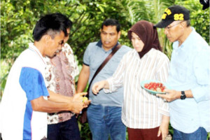 Aceh Selatan Sambut Baik Rencana Pengembangan Pala oleh Pemko Pagar Alam