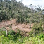 Data Hutan Lindung Leuser Tidak Dimiliki Dinas Kehutanan