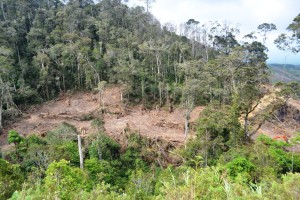 Data Hutan Lindung Leuser Tidak Dimiliki Dinas Kehutanan