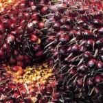 Harga TBS Sawit Aceh Selatan Jatuh Rp 600 Per Kilogram