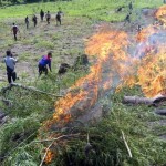 Polda Aceh Musnahkah 34 Hektare Ladang Ganja di Aceh Besar