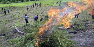 Polda Aceh Musnahkah 34 Hektare Ladang Ganja di Aceh Besar