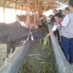 NGO Berbagai Negara Bantu Hewan Kurban untuk Rohingya