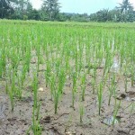 Hindari Kelompok Fiktif, BKPPP Asel Verifikasi 17.000 Kelompok Tani