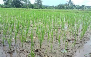 Hindari Kelompok Fiktif, BKPPP Asel Verifikasi 17.000 Kelompok Tani