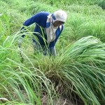 Bupati Gayo Lues Minta Mahasiswa Unsyiah Tanam Sere Wangi