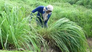 Bupati Gayo Lues Minta Mahasiswa Unsyiah Tanam Sere Wangi