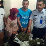 Nenek ini Bawa 1,3 Kg Ganja Ke LP Lhokseumawe