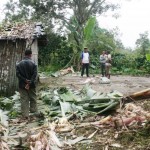 Puluhan Gajah Rusak Rumah Warga di Bener Meriah