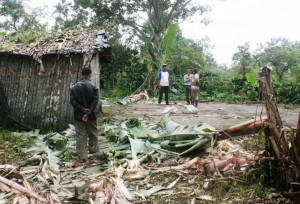 Puluhan Gajah Rusak Rumah Warga di Bener Meriah
