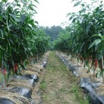 Petani Cabai Gayo Lues Dibantu Mulsa dan Bibit