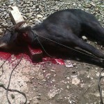 Kambing hutan atau Noang yang didapatkan dari hasi pemburuan warga setempat