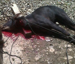 Kambing hutan atau Noang yang didapatkan dari hasi pemburuan warga setempat
