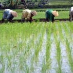 Tahun 2016, Aceh Selatan Terapkan Tanam Padi Sistem Sejajar Legowo