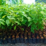 Dishutbun Aceh Selatan Salurkan Ribuan Bibit Pala, Sawit dan Kakao