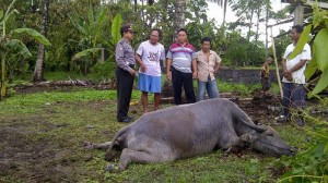 Di Gayo Lues, 960 Ekor Kerbau Mati Mendadak “Dibacok Jin”