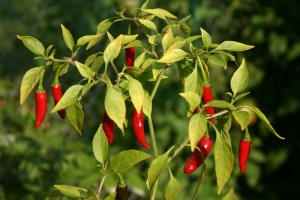 Harga Cabai Merah dan Cabai Rawit Gayo Lues Naik