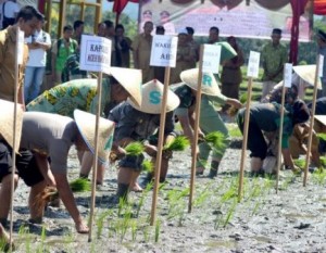 Tanam Serentak di Abdya Bergeser, Dandim Kecewa
