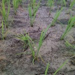 Sawah Kering, Petani di Aceh Utara Terancam Gagal Tanam