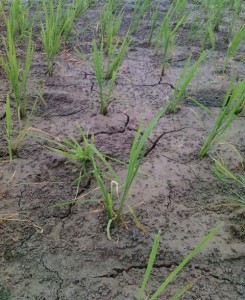 Sawah Kering, Petani di Aceh Utara Terancam Gagal Tanam