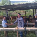 Rekanan Kontraktor menyerahkan 21 ekor sapi bali kepda Kabid Peternakan Imran dan diserahkan kembali kepada kelompok ternak Gajah