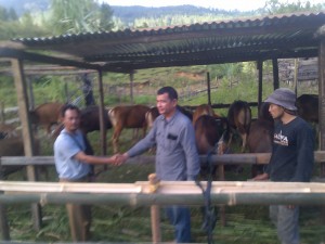Rekanan Kontraktor menyerahkan 21 ekor sapi bali kepda Kabid Peternakan Imran dan diserahkan kembali kepada kelompok ternak Gajah