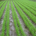 Petani Labuhanhaji Raya Terapkan Tanam Padi Sistem Legowo
