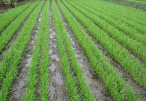 Petani Labuhanhaji Raya Terapkan Tanam Padi Sistem Legowo