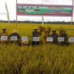 Bupati Aceh Timur Gelar Panen Raya