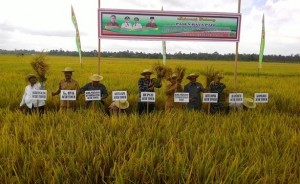 Bupati Aceh Timur Gelar Panen Raya