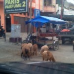 Satpol PP Tidak Bertindak, Ternak di Kota Blangkejeren Resahkan Pengendara
