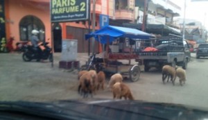 Satpol PP Tidak Bertindak, Ternak di Kota Blangkejeren Resahkan Pengendara